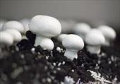 دانلود پاورپوینت بررسی آموزش پرورش قارچ های خوراکی